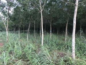 Bán 2,4 Ha Cao Su Thuận Phú Đồng Phú Bình Phước