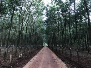 Bán 3,8 Ha Cao Su Thuận Phú Đồng Phú