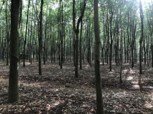 Bán 3,8 Ha Cao Su Thuận Phú Đồng Phú
