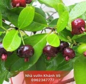 Cherry có trồng được tại Việt Nam không