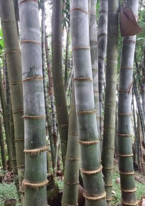 Viện cây giống trung ương, cung cấp giống tre khổng lồ, cây giống chuẩn chất lượng.