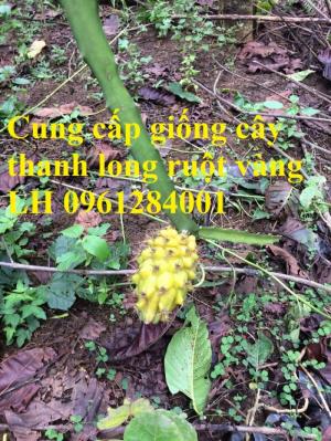Cung cấp giống Thanh long vỏ vàng Malaysia, thanh long vàng