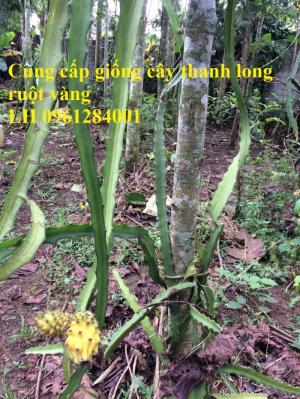 Cung cấp giống Thanh long vỏ vàng Malaysia, thanh long vàng