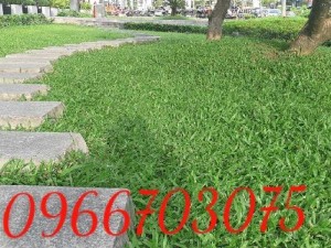 Cỏ nhung cỏ thảm cỏ trang trí sân vườn