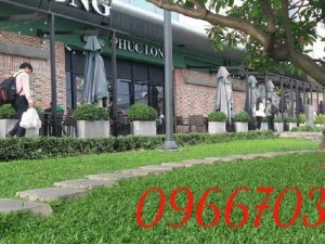 Cỏ nhung cỏ thảm cỏ trang trí sân vườn