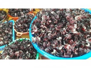 Sỉ sirup atiso đỏ 100% handmade