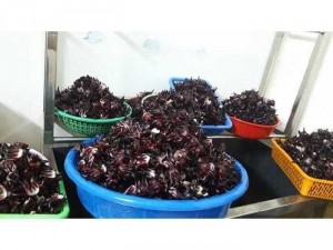 Sỉ sirup atiso đỏ 100% handmade