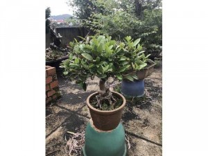 Mai xanh bonsai đẹp