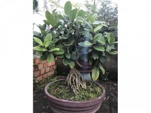 Mai xanh bonsai đẹp