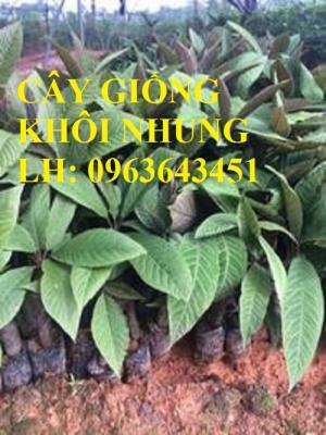 Cung cấp cây giống khôi nhung, cây giống khôi tía, cây khôi giống số lượng lớn, hỗ trợ bao tiêu đầu ra