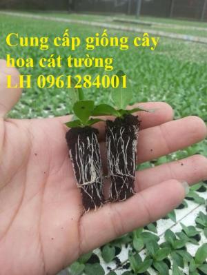 Cung cấp giống cây hoa cát tường, hoa cát tường nuôi cấy mô, hoa tết 2019