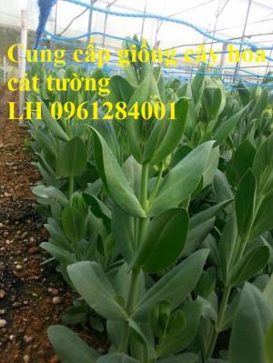 Cung cấp giống cây hoa cát tường, hoa cát tường nuôi cấy mô, hoa tết 2019