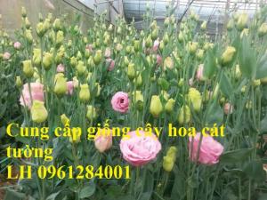 Cung cấp giống cây hoa cát tường, hoa cát tường nuôi cấy mô, hoa tết 2019