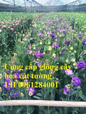 Cung cấp giống cây hoa cát tường, hoa cát tường nuôi cấy mô, hoa tết 2019