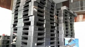 Bán pallet nhựa cũ 1100x1100x120mm 2 mặt giá rẻ tại tphcm - GỌI 0906193788 (Ms Dung 24/24)