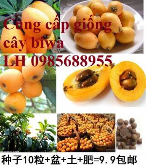 Cung cấp giống cây biwa, cây mận nhật, cây tỳ bà, cây giống chất lượng cao