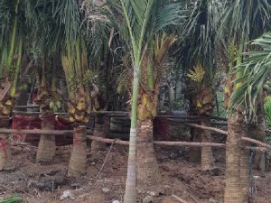 Dừa xiêm dừa cảnh quan