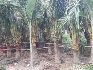 Dừa xiêm dừa cảnh quan