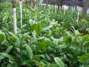 Viện cây giống trung ương, giống trà hoa vàng, cây giống, cây choai, cây nhỡ
