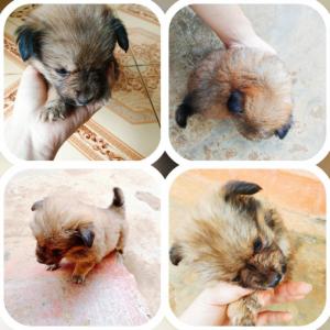 Chó Nhật xù
