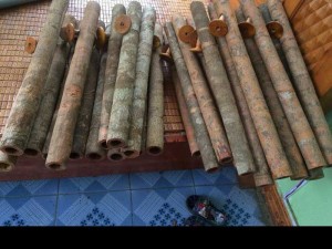 Điếu Quế, Tinh Dầu Quế. Sản Xuất Bán Buôn