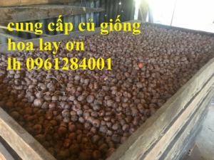 Chuyên cung cấp củ giống hay lay ơn, hoa dơn chuẩn giống, uy tín