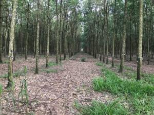 Bán 1,9 Ha Cao Su Thuận Phú Đồng Phú Bình Phước