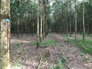 Bán 1,9 Ha Cao Su Thuận Phú Đồng Phú Bình Phước