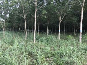 Bán 2,4 Ha Cao Su Thuận Phú Đồng Phú Bình Phước