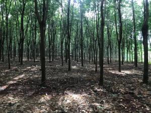 Bán 3,8 Ha Cao Su Thuận Phú Đồng Phú Bình Phước