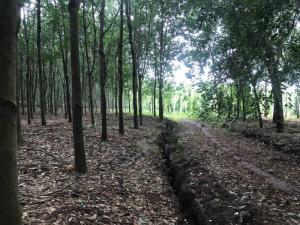 Bán 3,8 Ha Cao Su Thuận Phú Đồng Phú Bình Phước