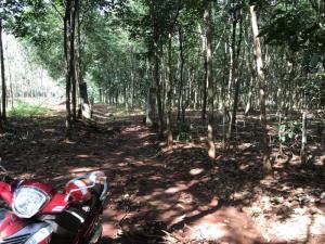 Bán Đất Cao Su Thuận Phú Đồng Phú Bình Phước