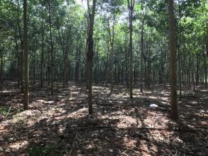 Bán Đất Cao Su Thuận Phú Đồng Phú Bình Phước