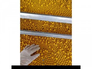 (Lẻ = Sỉ Buôn) 1kg Viên tinh nghệ mật ong rừng nguyên chất 100%
