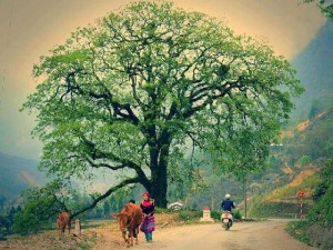 Sản phẩm hỗ trợ người bị mụn bằng 100% thảo dược.