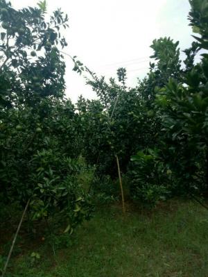 Bán Đất Trang Trại Đồng Vương Yên Thế Bắc Giang.