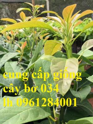 Chuyên cung cấp giống cây bơ 034, bơ quả dài, bơ sáp trái vụ, chuẩn giống, uy tín
