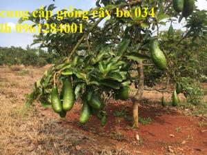 Chuyên cung cấp giống cây bơ 034, bơ quả dài, bơ sáp trái vụ, chuẩn giống, uy tín