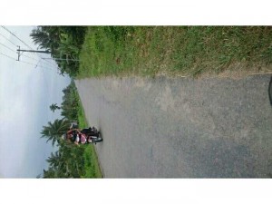 Bán Đất Cây Gạo