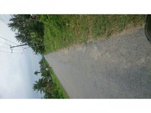 Bán Đất Cây Gạo