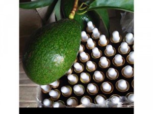 chuyên sản xuất phân phối sỉ, lẻ tinh dầu bơ nguyên chất