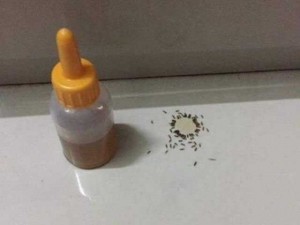 Diệt kiến sinh học