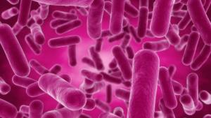Men vi sinh Bacillus Subtilis Biopro Khánh Hòa
