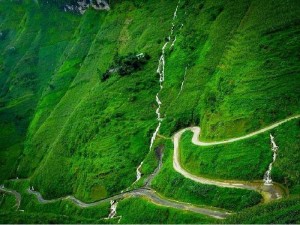Bán Nụ Hoa Tam thất