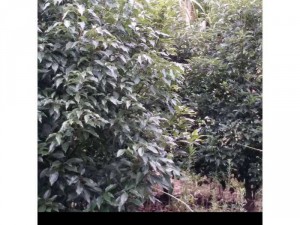 Cây giống gù hương, hạt giống cây gù hương ( hay còn gọi là cây xá xị ).