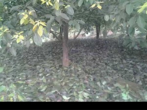 Cây giống gù hương, hạt giống cây gù hương ( hay còn gọi là cây xá xị ).