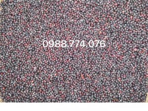 Hạt giống cây gù hương, hạt giống cây xá xị. liên hệ
