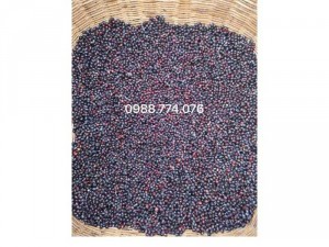 Hạt giống cây gù hương, hạt giống cây xá xị. liên hệ