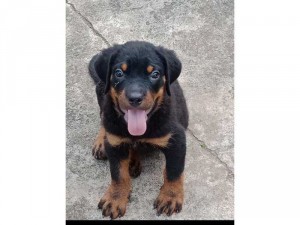 Rottwlier cái 3 tháng