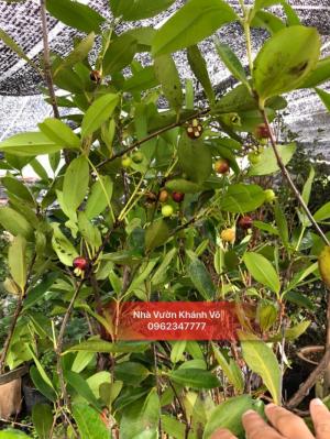 Cherry Brazil là sự lựa chọn mới cho người thích trồng cây